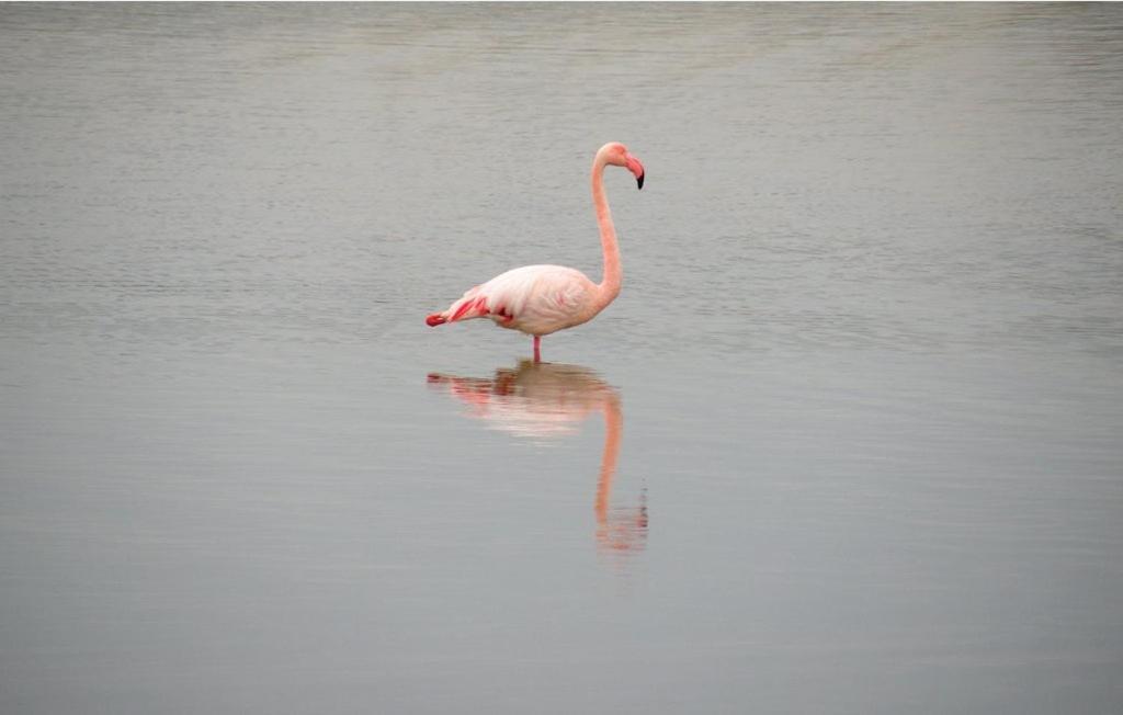 Vacances En Camargue Proche De La Mer Climatise Айга-Мортас Екстериор снимка